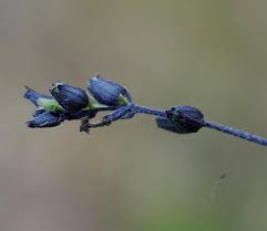 Image result for Buchnera nuttii