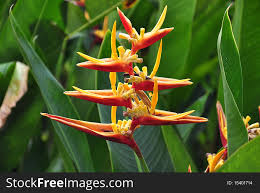 One in areas surrounded by pavers and the other in the open as part of hedges, etc. 63 Heliconia Free Stock Photos Stockfreeimages