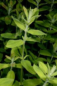 Image result for Hypericum lalandii