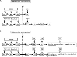Animal cells with organelles removed. Sequestosome 1 P62 Protein Is Associated With Autophagic Removal Of Excess Hepatic Endoplasmic Reticulum In Mice Journal Of Biological Chemistry