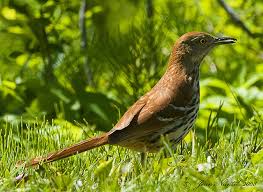 Nevada state bird coloring page free printable pages. Georgia State Bird Brown Thrasher