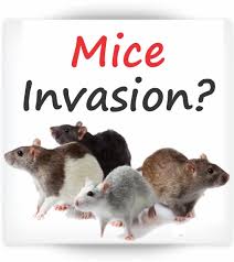 Mice may carry bacteria, viruses and other diseases. Natural Mouse Repellent Bobcat Urine For Mice