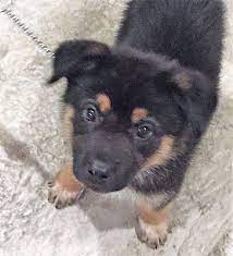 Further details for finalizing an adoption will be discussed after application approval, as we move forward with a potential adoption. Westport Ct German Shepherd Dog Meet Fleetwood A Pet For Adoption