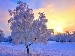 And there is a one separate tree with a. Beautiful Winter Landscape Wallpaper 1600x1200 70316