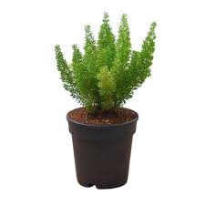 Image result for Microcharis asparagoides