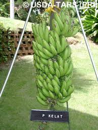 Pisang kelat lega biasa dibuat goreng pisang atau disira sebaliknya pisang kelat keling tidak sesuai digoreng. Ruhaimi Rahim On Twitter Pisang Kapal Tak Make Sense Langsung Nama Dia Pisang Kapal Like Dude Really Tak Banyak Info Yg Diketahui Tentang Pisang Ini Pisang Klasik Nasional Buat Cokodok Time