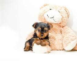 Puppyfinder.com is your source for finding an ideal puppy for sale near toledo, ohio, usa area. Pin On Yorkie Puppies