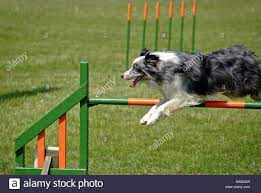 Border Collie Show Dogs Blue Merle Colored Border Collie Going Over Jump At Dog Agility Border Collie Dogs