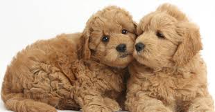 We have been breeding for 30 years and are people that you can count on! Mini Goldendoodle Texas Mini Goldendoodle