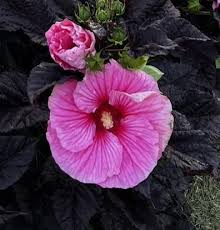 Image result for Hibiscus noldeae