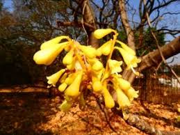 Image result for Drypetes mossambicensis