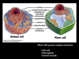 A muscle is an organ, because it contains several types of tissue, including muscle, blood and nerves. Ppt Cell Structure Powerpoint Presentation Free Download Id 6805170