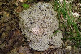 Image result for Polyporus pendulus