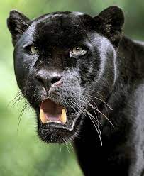 Pin By Razia Munory On Animaux Black Jaguar Panther Wild Cats