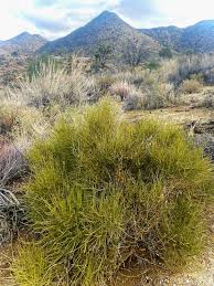 Image result for Cyathea mildbraedii