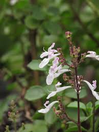 Image result for Aeollanthus