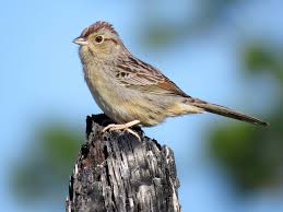 Image result for Vepris bachmannii