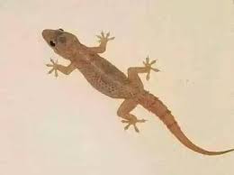 Aid Liberia How A Common Wall Gecko Can Kill You And Facebook