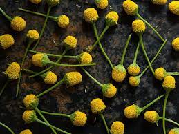 Pin On Greenery Lists And Herbs