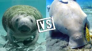 Funny animals mating videos compilation'' wild animals'' animal planet. 8 Incredible Differences Between Manatees And Dugongs Underwater360