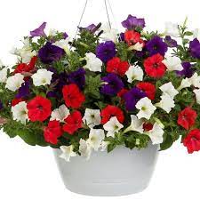 Main Street Usa Proven Winners Container Gardening Annual Flowers Window Box Flowers