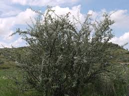 Image result for Catophractes alexandri