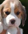 Price of a Beagle | How Much a Beagle Puppy Costs