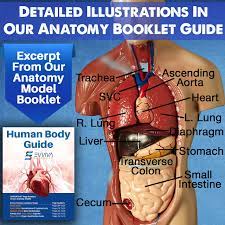 Common iliac lymph nodes 11. Buy Evviva Sciences Human Heart Torso And Skeleton Models Best Set Of 3 Hands On 3d Model Study Tools For Anatomy And Physiology Students With Anatomical Guide By Physicians Learning