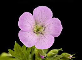 Maybe you would like to learn more about one of these? Geranium Maculatum Wild Geranium Howard County Md Helometz