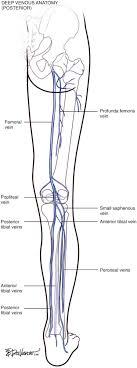 Derivation of its name and its relevant anatomy, journal of vascular surgery. Venous Anatomy Sciencedirect