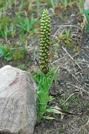 Image result for Corycium