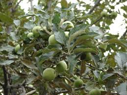 We did not find results for: Wild Fruit Trees Of Georgia