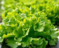 Ricette di cucina e menù in evidenza, dalle ultime ricette caricate nel sito alle ricette legate al periodo inteso come stagione e come festività e ricorrenza, menù stagionali e legati al periodo. Ricette Con La Lattuga La Scheda E La Cottura Della Lattuga