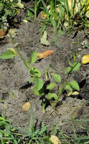 Image result for Celosia stuhlmanniana