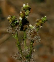 Image result for Neojeffreya