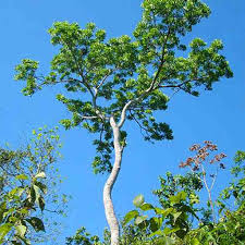 Image result for Swietenia