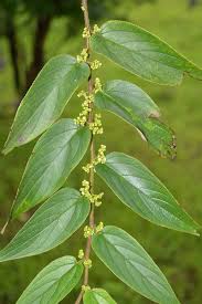 Image result for Trema sp A