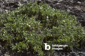 Image result for Capparis cartilaginea