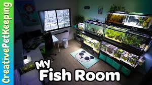 Winter Fish Tank Room Tour Cichlid Fish Betta Fish And Shrimp 2020 In 2020 Betta Fish Tank Cichlid Fish Fish Tank