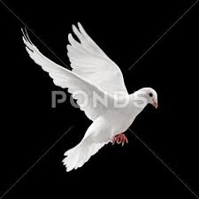 Black And White Pigeon Drawing Flying Pigeon Stock Photos Ad Pigeon Flying Photos Stock Flying Pigeon Pigeon Stock Photograph