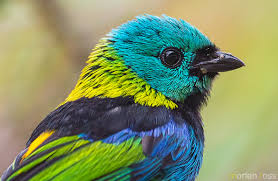 Green-headed Tanager (Tangara seledon) | Morten Ross