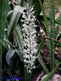 Image result for Sansevieria hyacinthoides