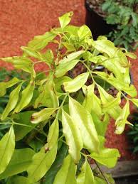 It can also translocate through the soil. Lychee New Leaves Turning Brown