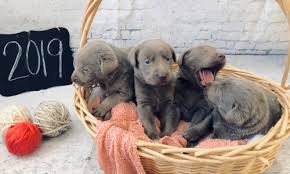 As they gain in ubiquity however, numerous Silver Lab Puppies For Sale By Breeders At Silver And Charcoal Kennels