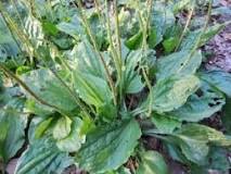 Image result