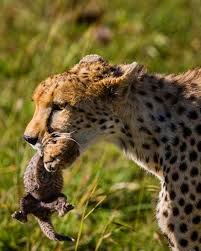 Foto Suha Derbent Turkiye Baby Cheetahs Animals Wildlife Animals