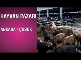 Hayvan Pazari Montofon Dana Fiyati Ankara Cubuk Youtube