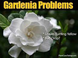 Gardenia Pests Diseases Leaves Turning Brown More In 2020 Gardenia Plant Gardenia Trees Growing Gardenias