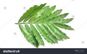 Image result for Filicium decipiens