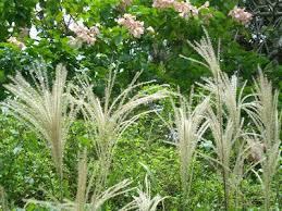 Image result for Panicum maximum